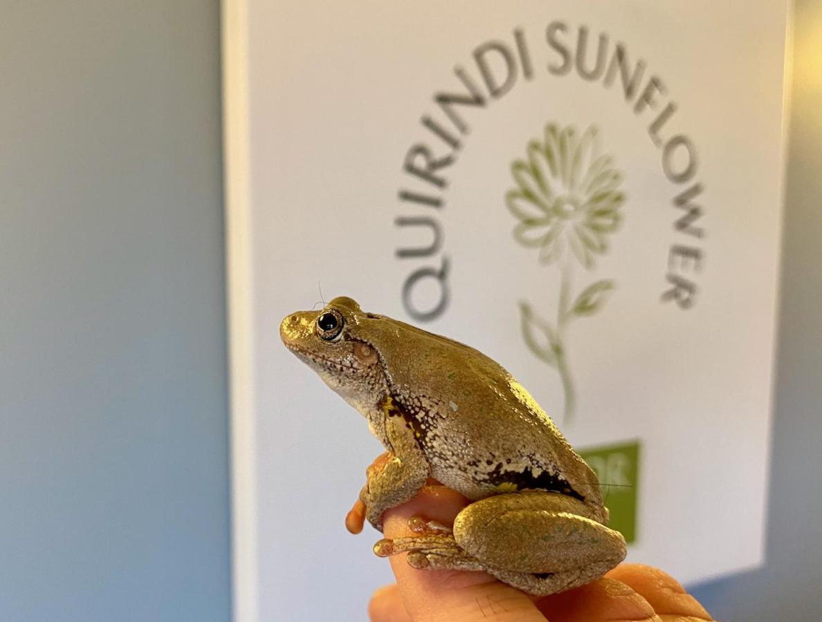 Quirindi Sunflower Motor Inn Zewnętrze zdjęcie